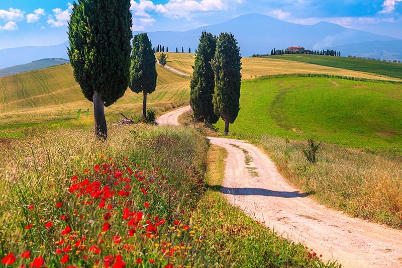 Obraz pejzaż Toskanii z polami zboża i wiejską drogą, Włochy - obrazy, fototapety, plakaty