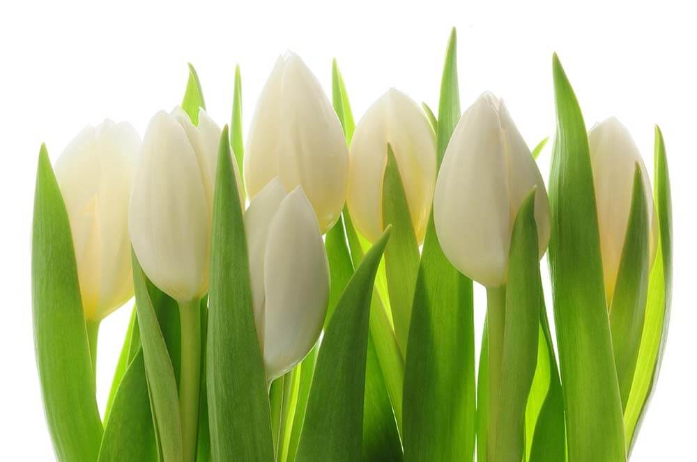 Białe tulipany - obrazy, fototapety, plakaty 