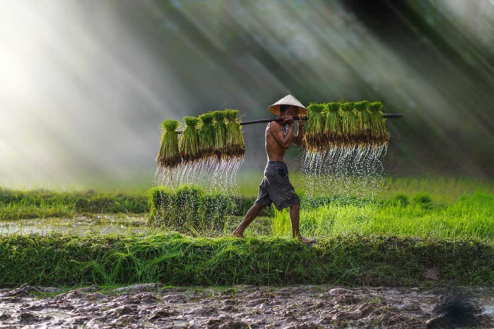 Rolnik wietnamski niosący sadzonki ryżu - obrazy, fototapety, plakaty