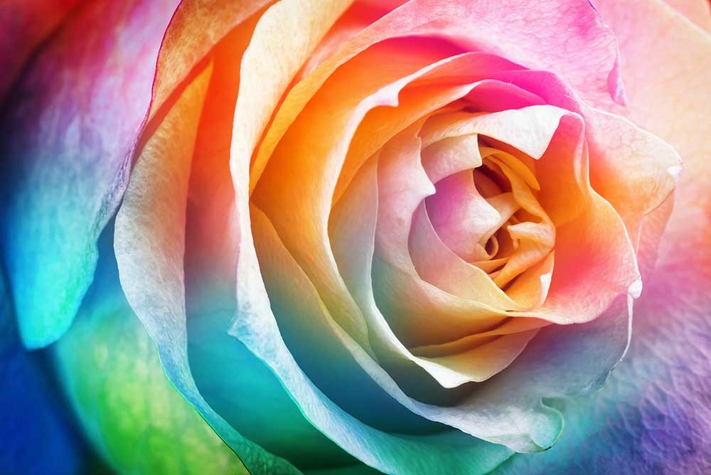 Kwiaty abstrakcyjna kolorowa róża - obrazy, fototapety, plakaty
