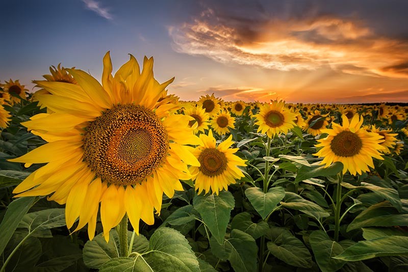 Obraz kwiaty pole słoneczników o zachodzie słońca - obrazy, fototapety, plakaty