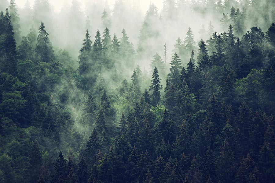 Obraz pejzaż las we mgle - obrazy, fototapety, plakaty