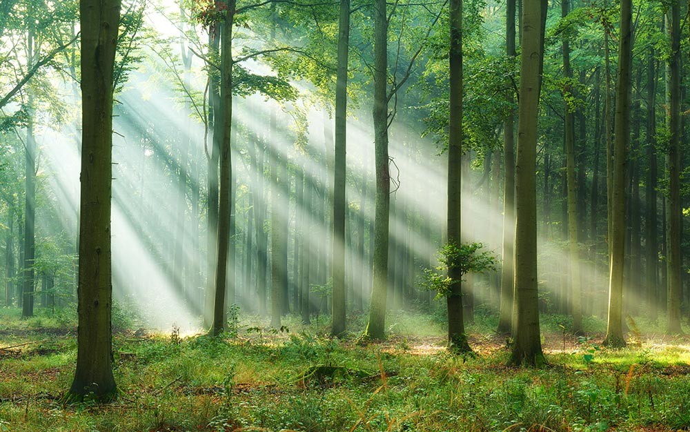 Zielony las w porannych promieniach - obrazy, fototapety, plakaty