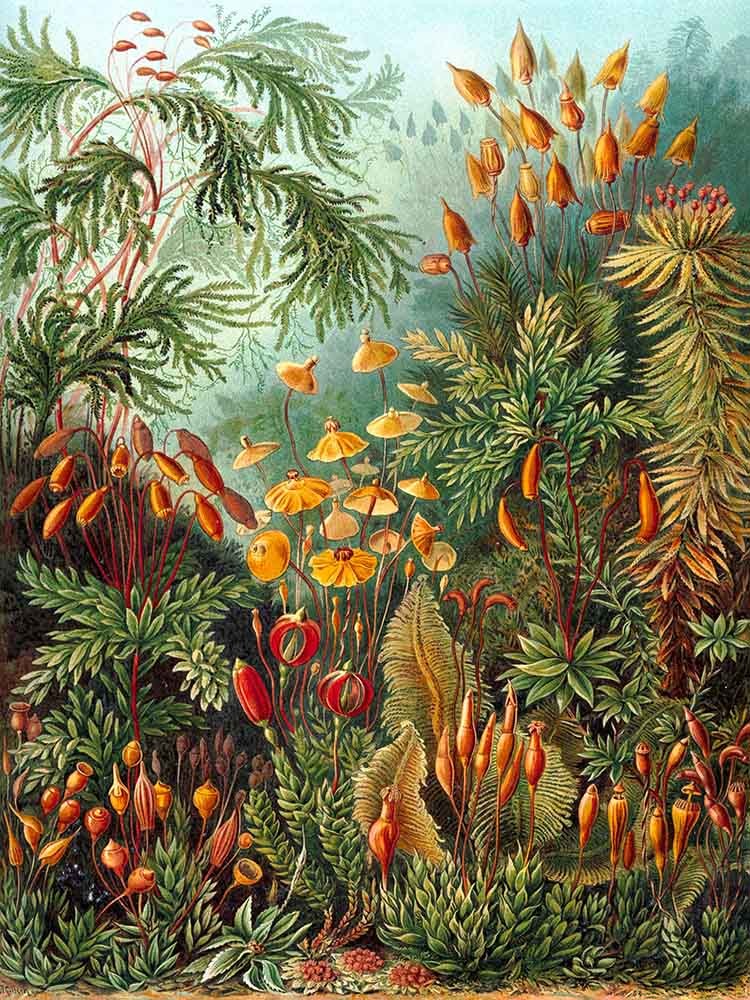 Muscinae Laubmoose Ernsta Haeckela, Reprodukcja - obrazy, fototapety, plakaty