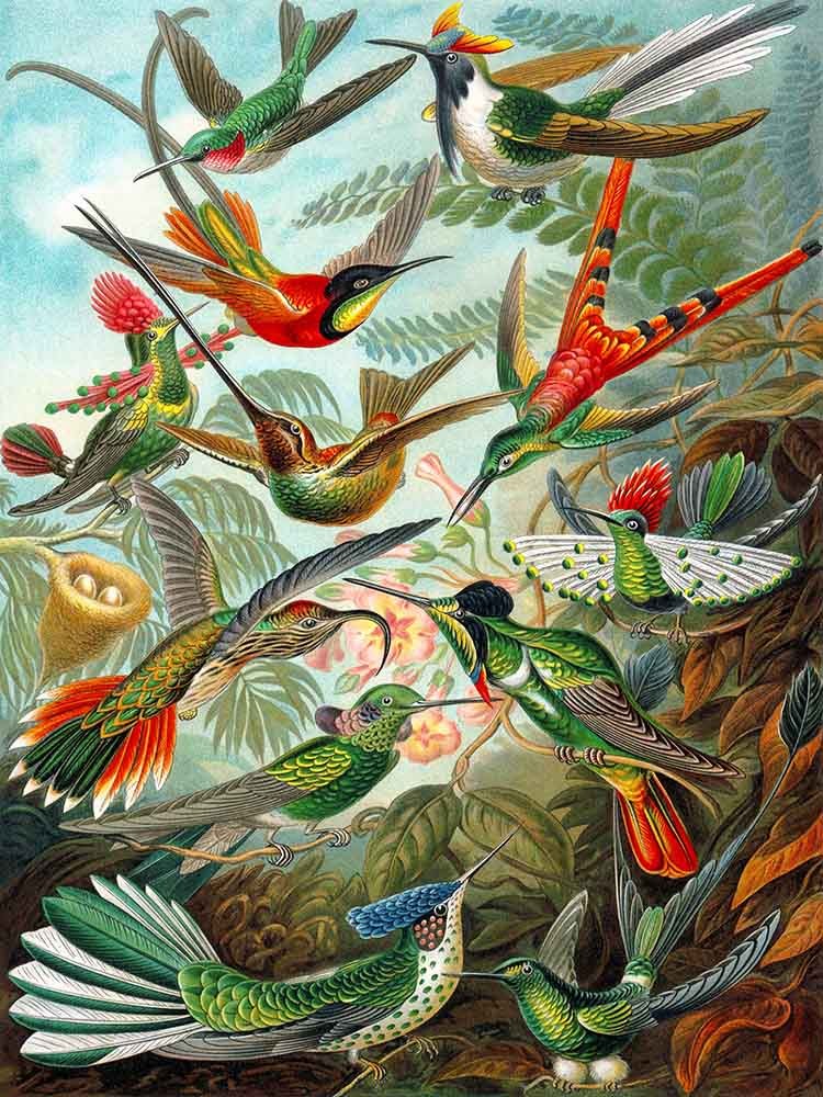 Kolibry Ernsta Haeckela, Reprodukcja - obrazy, fototapety, plakaty
