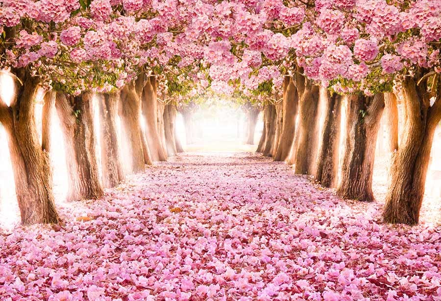 Romantyczny tunel różowych drzew kwiatowych - obrazy, fototapety, plakaty